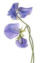 Sweet pea flower isolated