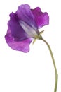 Sweet pea flower isolated Royalty Free Stock Photo