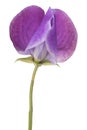 Sweet pea flower isolated Royalty Free Stock Photo