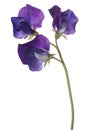 Sweet pea flower isolated Royalty Free Stock Photo