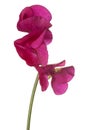 Sweet pea flower isolated Royalty Free Stock Photo