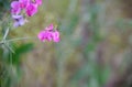 Sweet pea Royalty Free Stock Photo