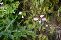 Sweet pea Royalty Free Stock Photo