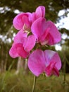 Sweet pea flower, vertical Royalty Free Stock Photo