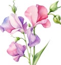 Sweet Pea flower, watercolor painting of a Sweet Pea flower. AI-Generated. Royalty Free Stock Photo