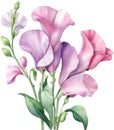 Sweet Pea flower, watercolor painting of a Sweet Pea flower. AI-Generated. Royalty Free Stock Photo