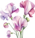 Sweet Pea flower, watercolor painting of a Sweet Pea flower. AI-Generated. Royalty Free Stock Photo