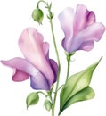 Sweet Pea flower, watercolor painting of a Sweet Pea flower. AI-Generated. Royalty Free Stock Photo