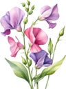 Sweet Pea flower, watercolor painting of a Sweet Pea flower. AI-Generated. Royalty Free Stock Photo