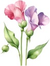 Sweet Pea flower, watercolor painting of a Sweet Pea flower. AI-Generated. Royalty Free Stock Photo