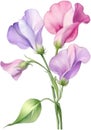 Sweet Pea flower, watercolor painting of a Sweet Pea flower. AI-Generated. Royalty Free Stock Photo