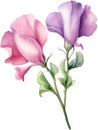 Sweet Pea flower, watercolor painting of a Sweet Pea flower. AI-Generated. Royalty Free Stock Photo