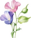 Sweet Pea flower, watercolor painting of a Sweet Pea flower. AI-Generated. Royalty Free Stock Photo