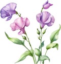 Sweet Pea flower, watercolor painting of a Sweet Pea flower. AI-Generated. Royalty Free Stock Photo