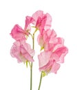 Sweet pea flower Royalty Free Stock Photo