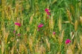 Sweet pea flowers and ripe ears of wheat. Summer background Royalty Free Stock Photo