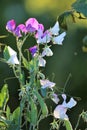 Sweet pea flowers in the garden Royalty Free Stock Photo