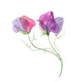 Sweet pea flowers isolated on white Watercolor transparent floral bouquet botanical illustration Spring climbing plant Royalty Free Stock Photo