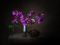 Sweet pea flowers, Lathyrus, growing wild probably garden escapees. Still life in vase with pine cones and hessian