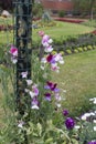 Sweet Pea Flowers - Lathyrus latifolius. Royalty Free Stock Photo