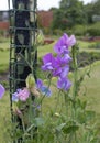 Sweet Pea Flowers - Lathyrus latifolius. Royalty Free Stock Photo