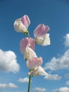 Sweet pea flowers (Lathyrus odoratus)