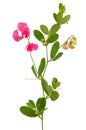 Sweet pea flowers (Lathyrus odoratus) Royalty Free Stock Photo