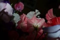 Sweet Pea flowers Lathyrus odoratus