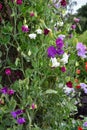 Sweet pea flowers, lathyrus odoratus, at a garden fence