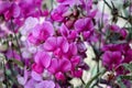 Sweet pea flowers Lathyrus odoratus pink white lila macro