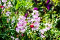 Sweet Pea Flowers Lathyrus odoratus white middles shading to pink petal edges Royalty Free Stock Photo