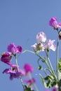 Sweet pea flowers pastel colours with blue sky background Royalty Free Stock Photo