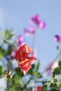 Sweet pea flowers pastel colours with blue sky background Royalty Free Stock Photo