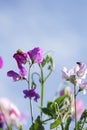 Sweet pea flowers pastel colours with blue sky background Royalty Free Stock Photo