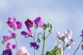 Sweet pea flowers pastel colours with blue sky background Royalty Free Stock Photo