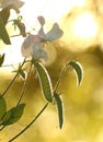 Sweet pea flowers and seed pods in the garden Royalty Free Stock Photo