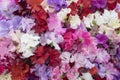 Sweet pea flowers in shades of pink