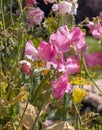 Sweet Pea Flowers Royalty Free Stock Photo