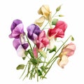 Colorful Realism: Sweet Pea Clipart On White Background