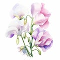 Sweet Pea Watercolor Painting: White Magic Flowers On White Background Royalty Free Stock Photo