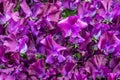 Sweet pea Just Jenny Lathyrus oderatus Royalty Free Stock Photo