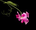 Sweet pea lathyrus flowers Royalty Free Stock Photo