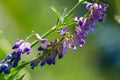 Sweet pea Lathyrus odoratus is a flowering plant in the genus Chin in the family Fabaceae leguminous, native of Sicily, in Cyprus