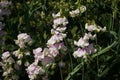 The sweet pea, Lathyrus odoratus, is a flowering plant in the genus Lathyrus in the family Fabaceae, legumes. Berlin, Germany Royalty Free Stock Photo