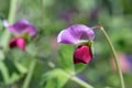 Sweet pea (lathyrus odoratus) flowers Royalty Free Stock Photo