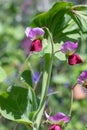 Sweet pea (lathyrus odoratus) flowers Royalty Free Stock Photo