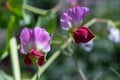 Sweet pea (lathyrus odoratus) flowers Royalty Free Stock Photo