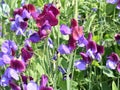 Blue and purple sweet pea Lathyrus odoratus flowers Royalty Free Stock Photo