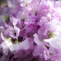 Sweet Pea Lathyrus odoratus Jilly Royalty Free Stock Photo