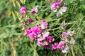 Sweet pea, lathyrus odoratus pink flowers closeup selective focus Royalty Free Stock Photo